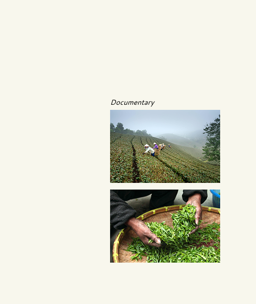 Two photographs demonstrating documentary style images used to show the sourcing of the Ocha tea brand.